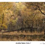 Woodland Autumn Colors 1