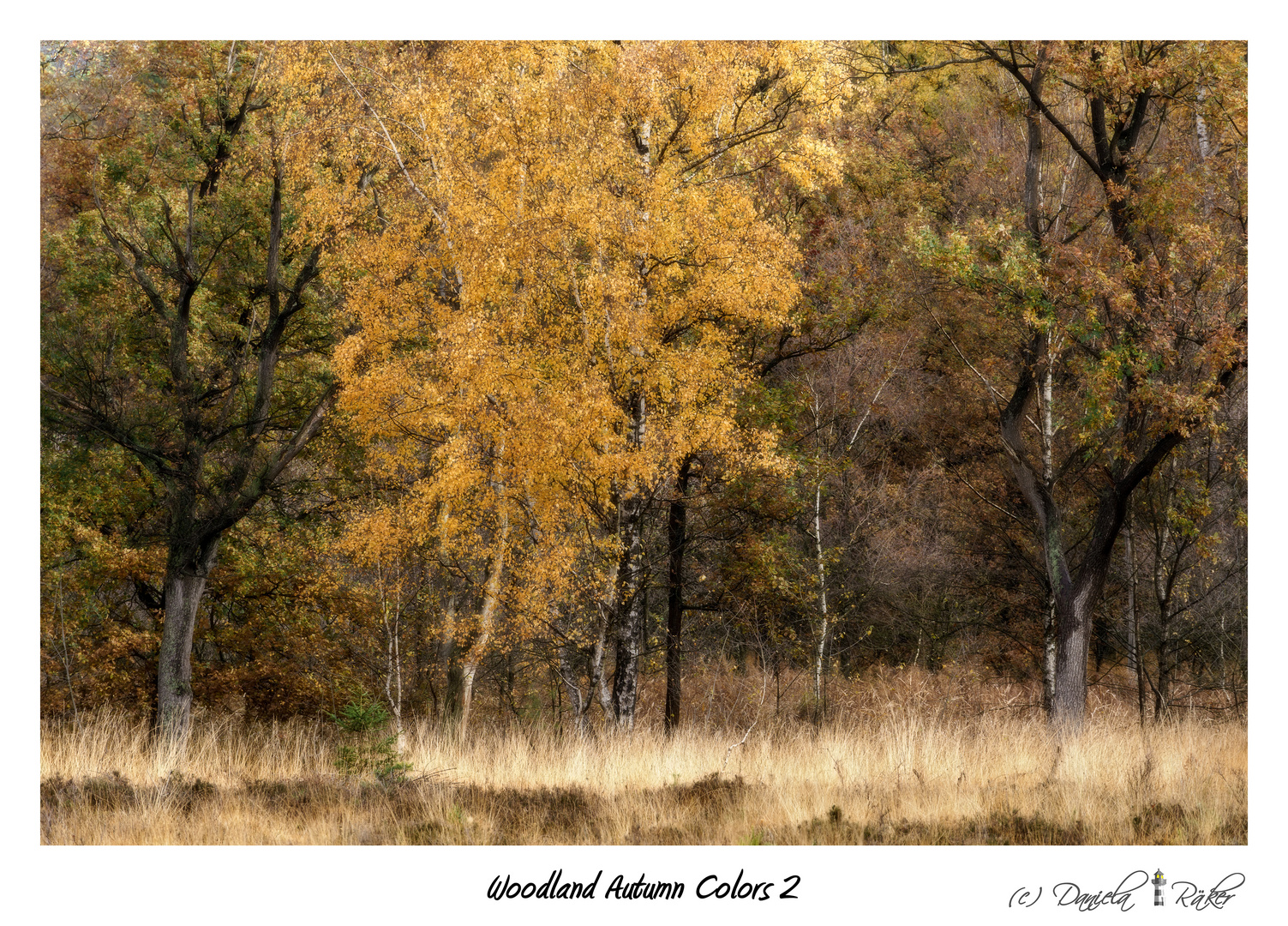 Woodland Autumn Colors 2