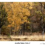 Woodland Autumn Colors 2