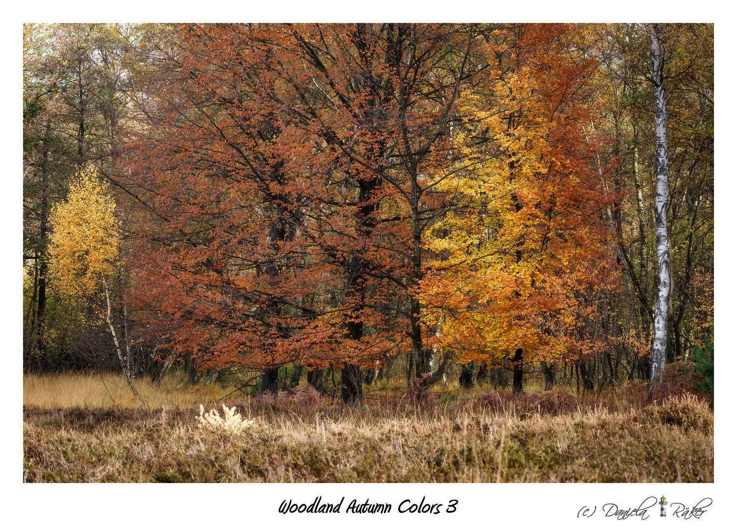 Woodland Autumn Colors 3