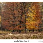 Woodland Autumn Colors 3