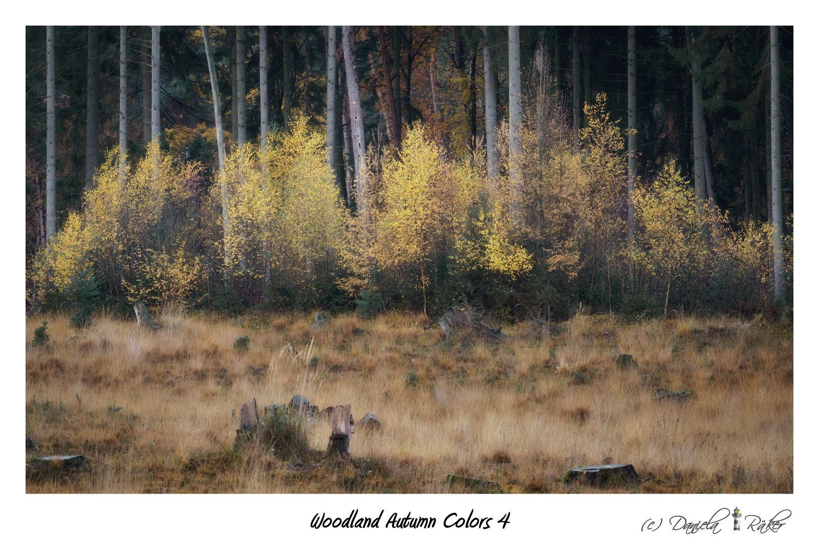 Woodland Autumn Colors 4