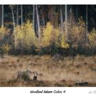 Woodland Autumn Colors 4