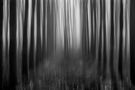 "Woodland Black" von Roberta Silvestro 