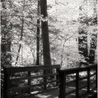 Woodland Calm No. 28 - A Bridge in the Forest 