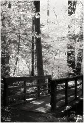Woodland Calm No. 28 - A Bridge in the Forest 