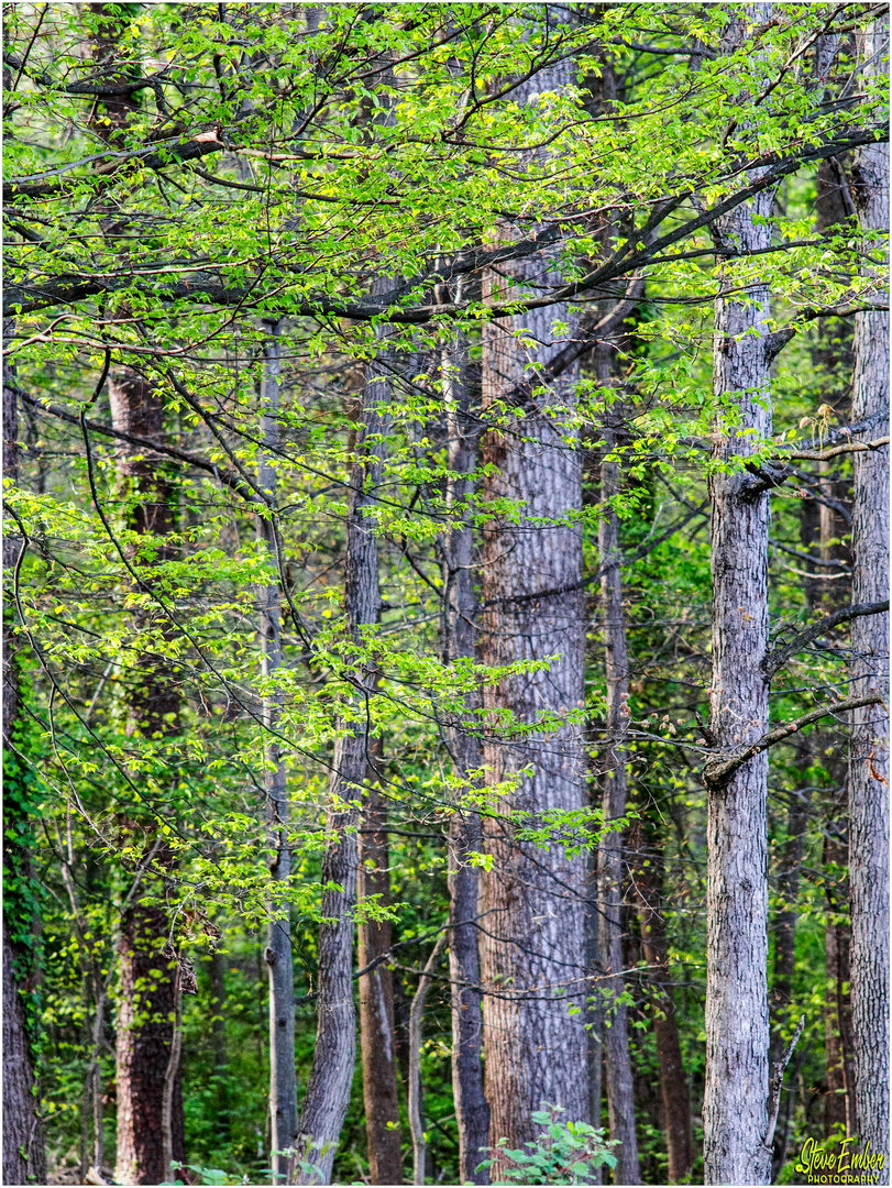 Woodland Calm No. 41 - Springtime Arrives in a Forest 