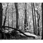 Woodland Calm - No.2 (Infrared)