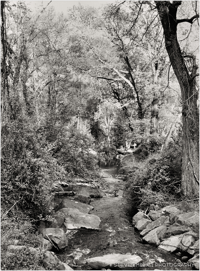 Woodland Calm No.31 -  Piney Run in Spring