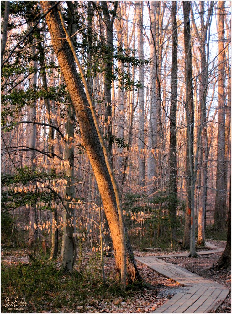 Woodland Calm No.36 - Woods Below Hidden Pond