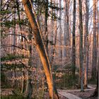 Woodland Calm No.36 - Woods Below Hidden Pond