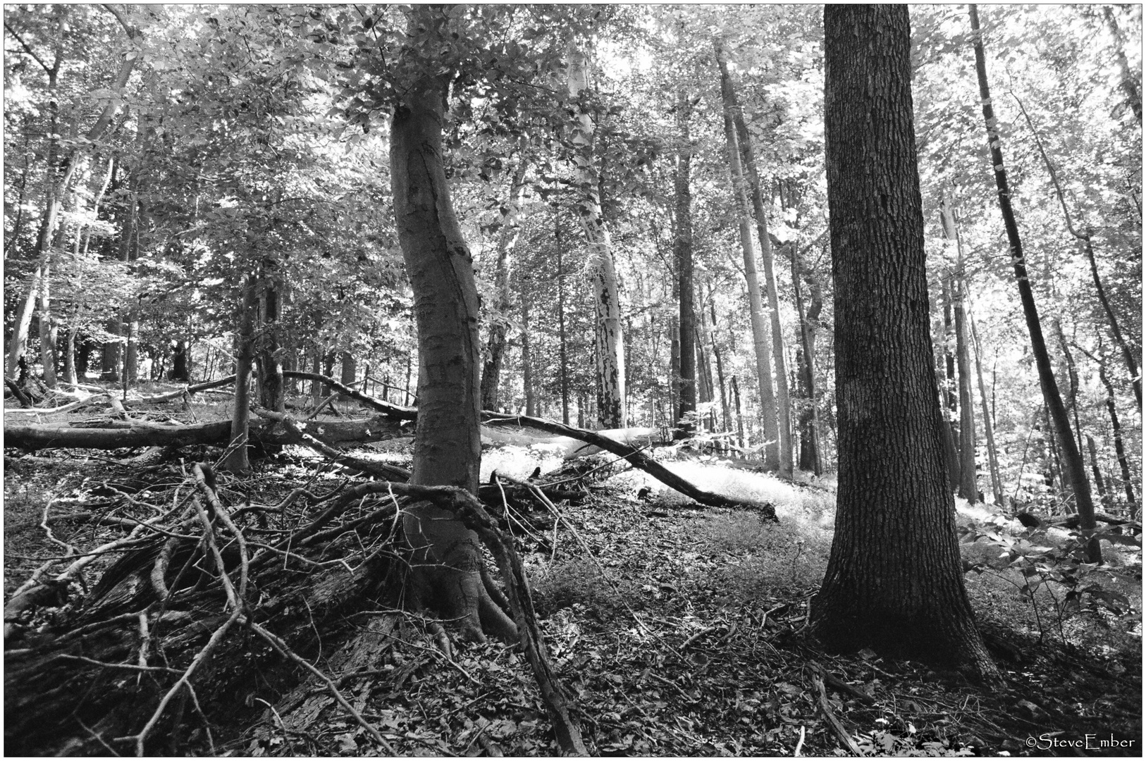 Woodland Calm No.4 - Patapsco State Park Summer Afternoon