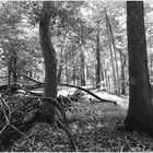 Woodland Calm No.4 - Patapsco State Park Summer Afternoon