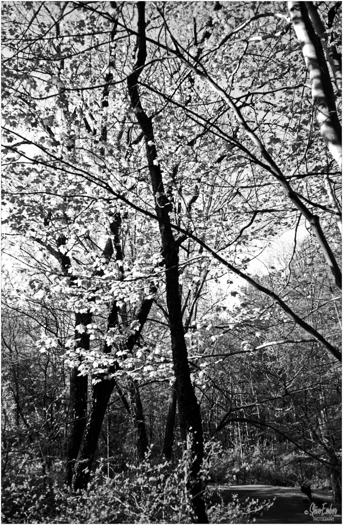 Woodland Calm No.9 - A Forest Path in Early May