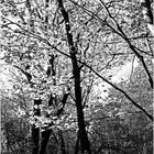 Woodland Calm No.9 - A Forest Path in Early May