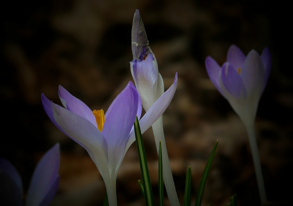 Woodland Crocus