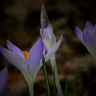 Woodland Crocus