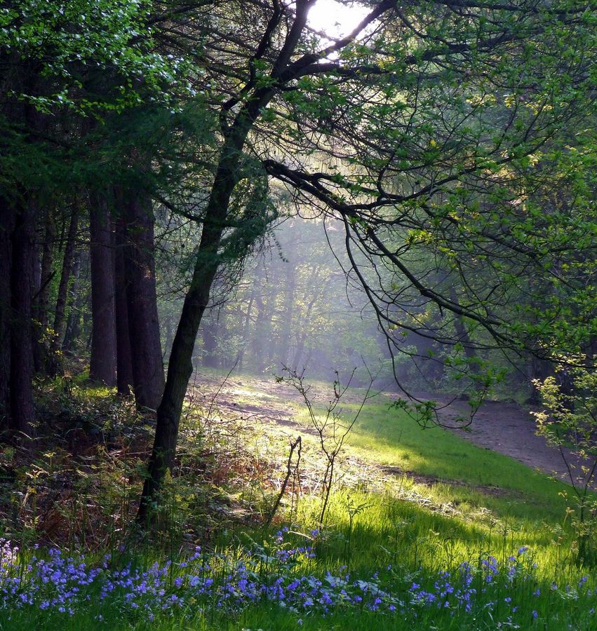 Woodland Dusk Sun