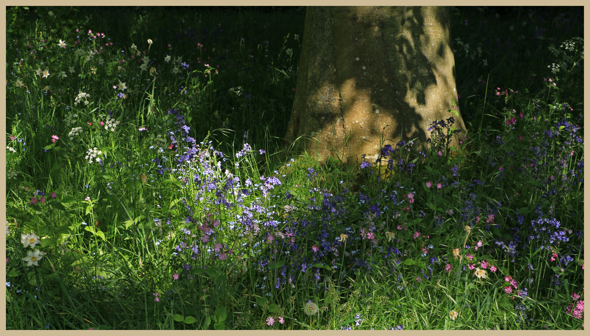 woodland garden at lilburn 16