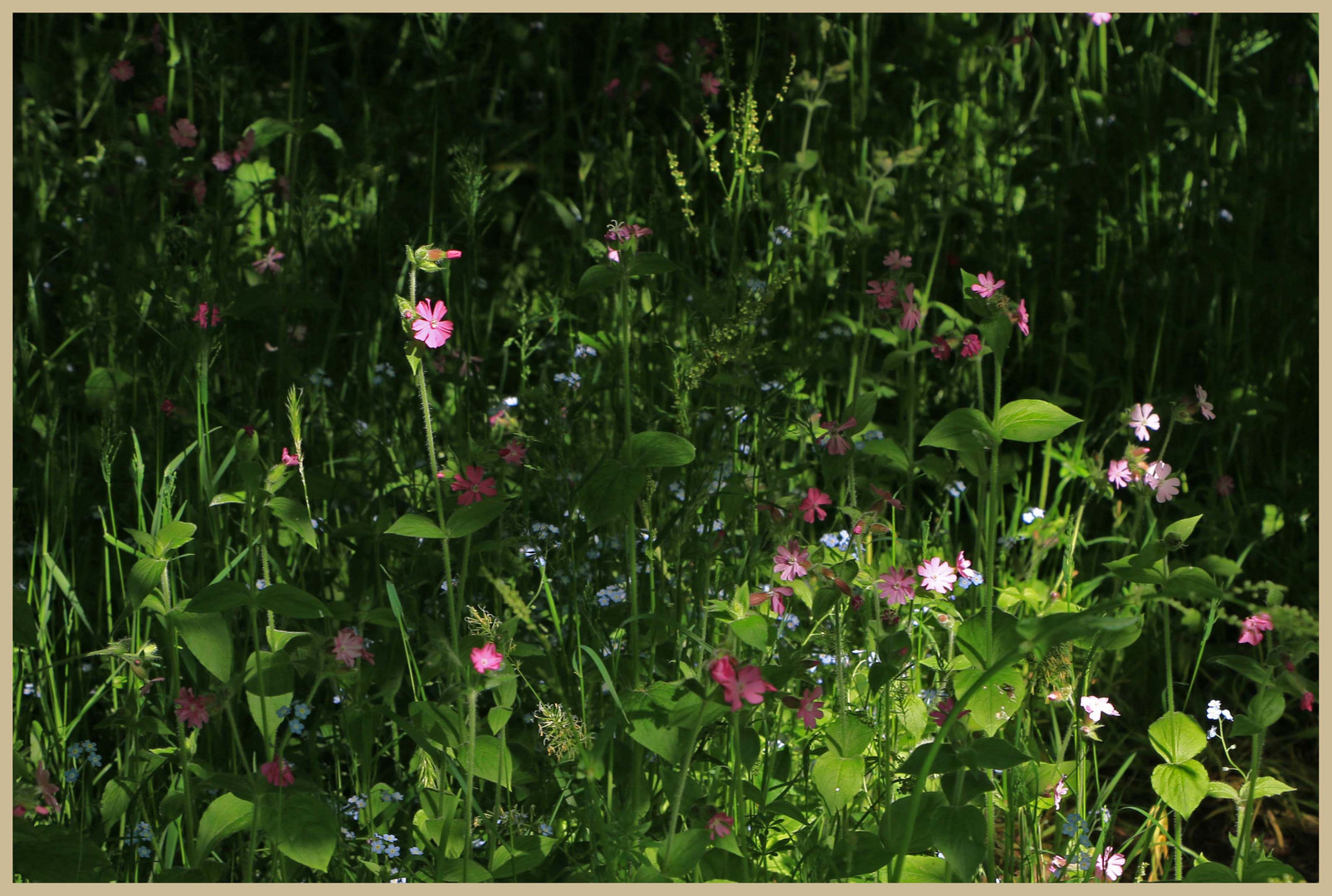 woodland garden at lilburn 19