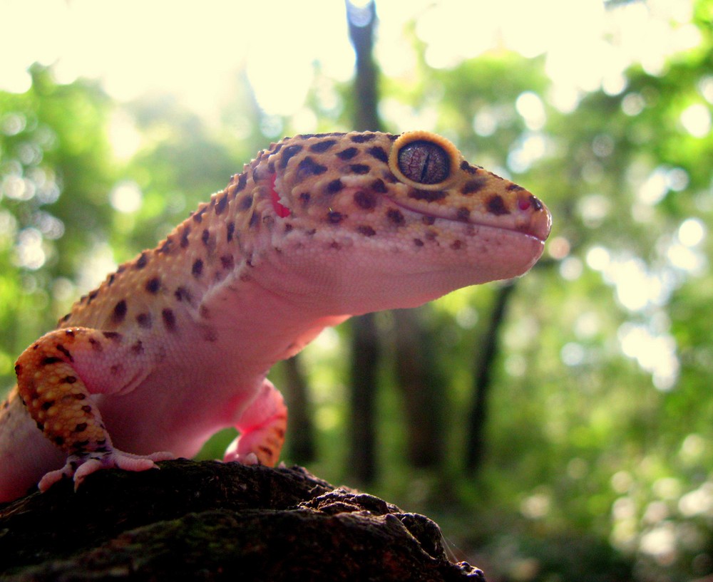 Woodland Gecko