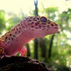 Woodland Gecko