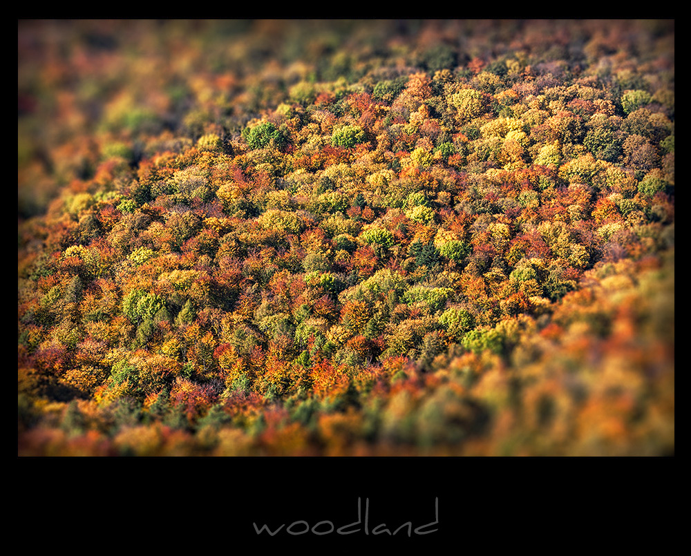 woodland I