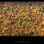 woodland I