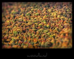 woodland I