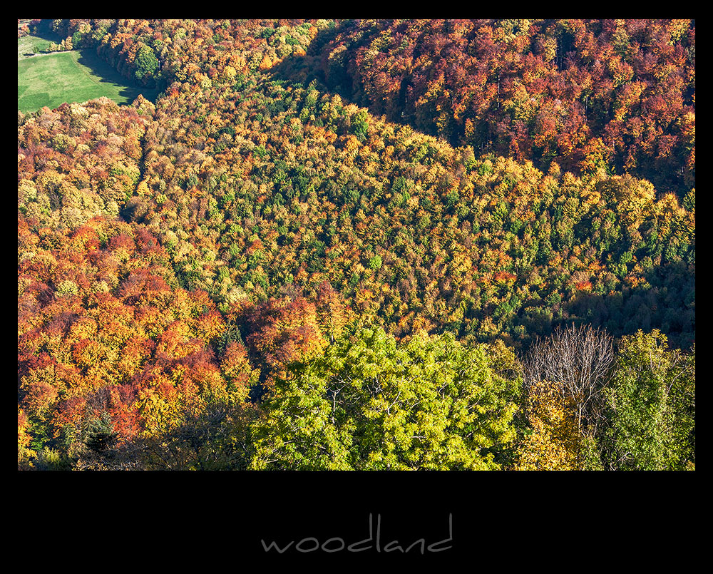 woodland II