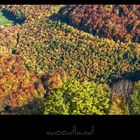 woodland II