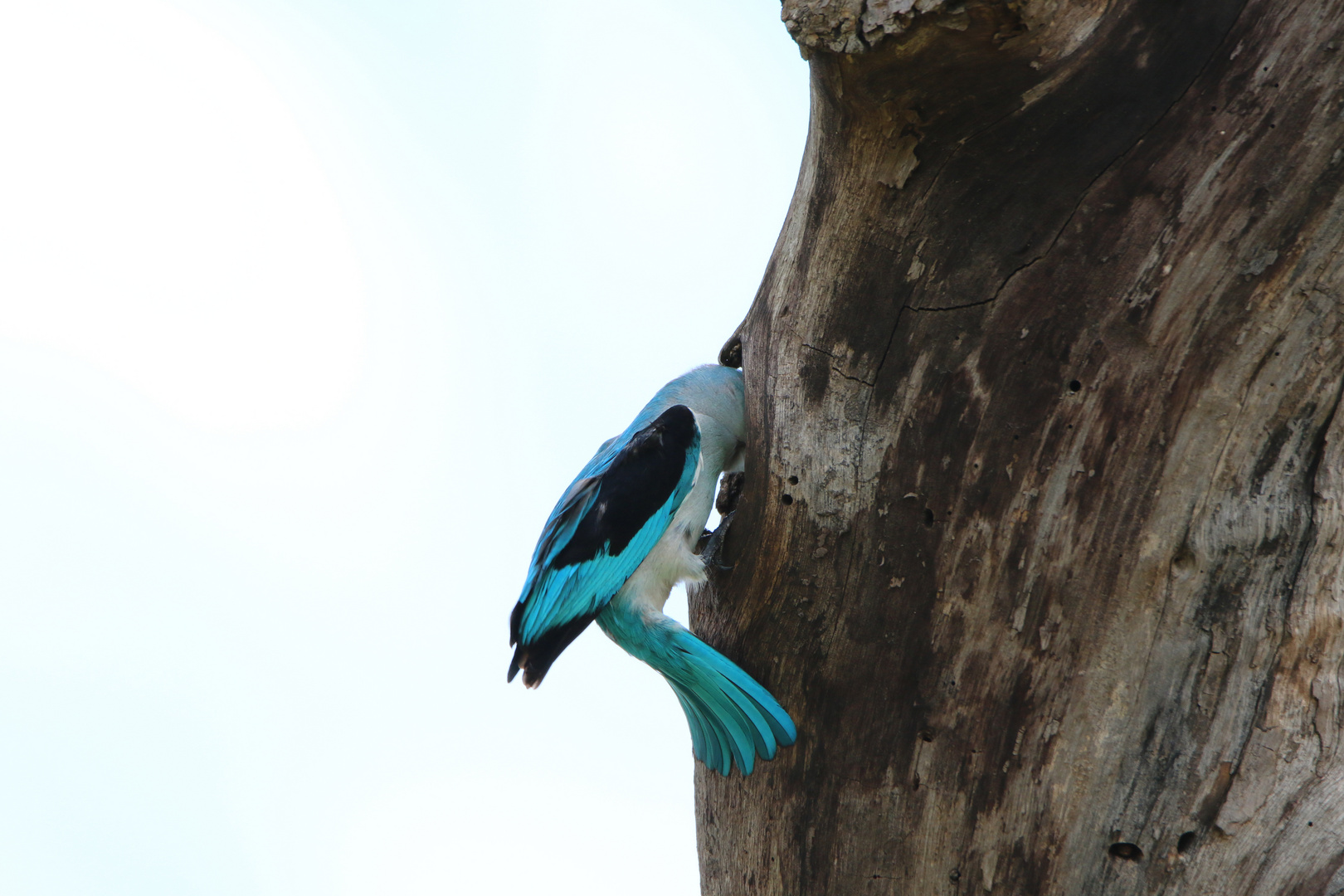 woodland kingfisher