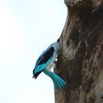 woodland kingfisher