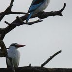 woodland kingfisher