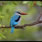 woodland kingfisher