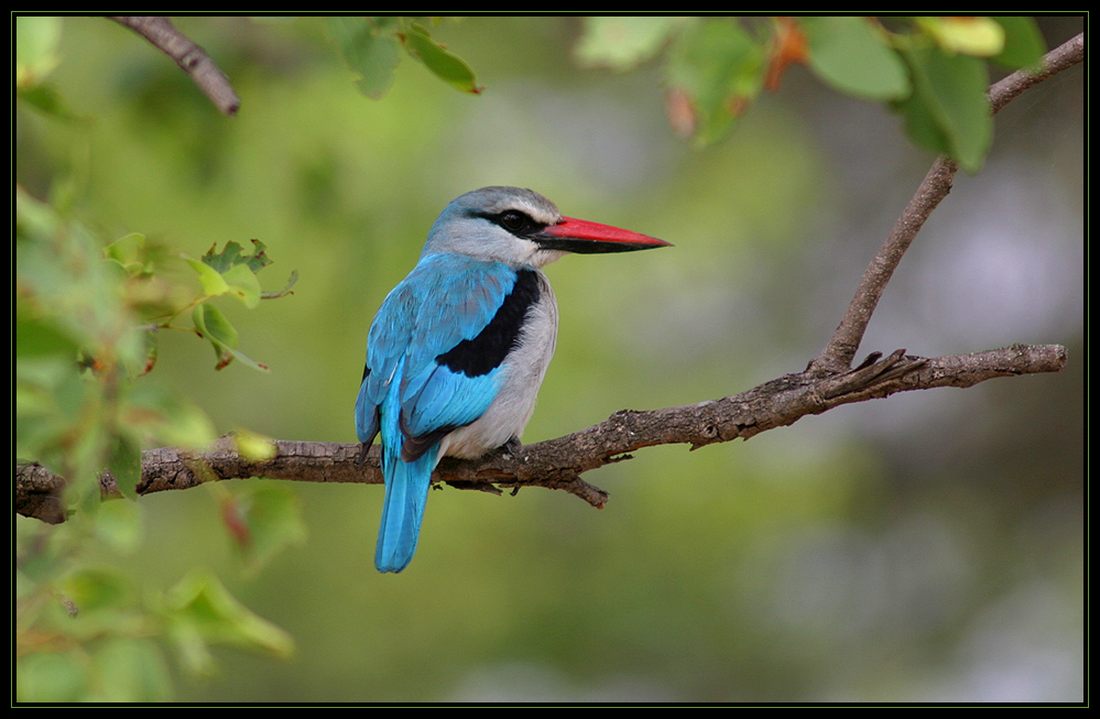 woodland kingfisher