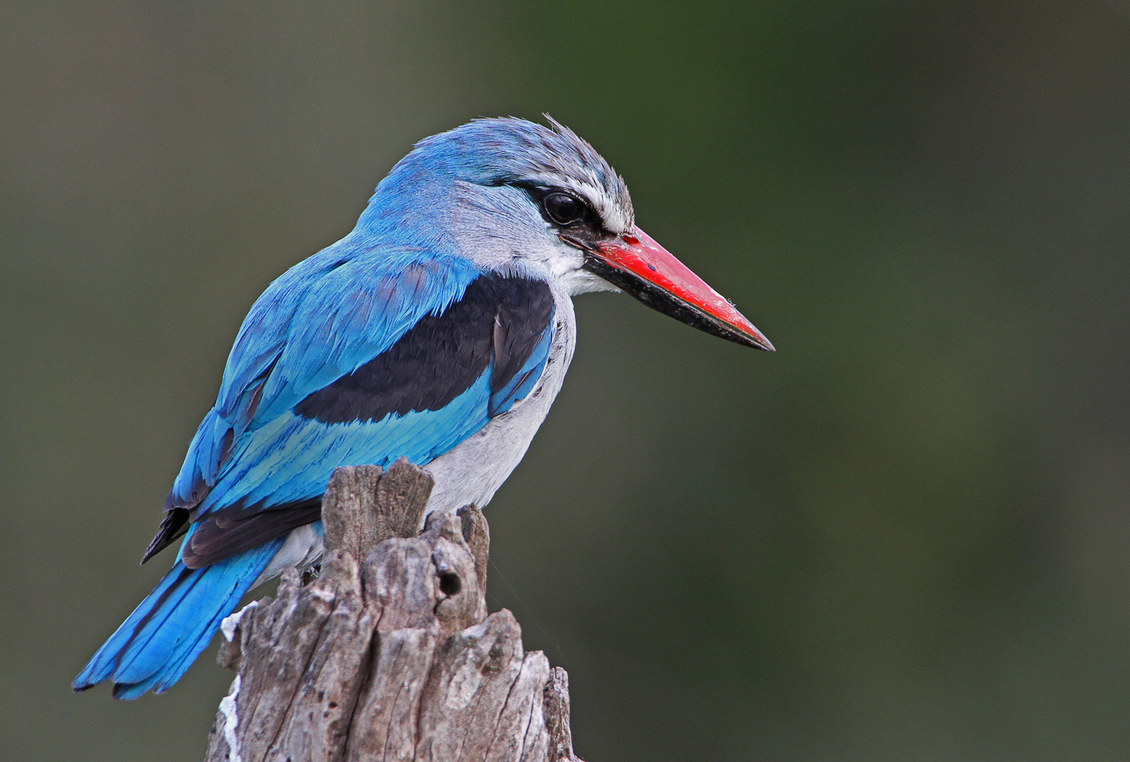 Woodland kingfisher