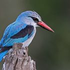 Woodland kingfisher