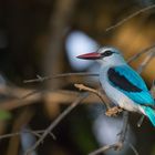 Woodland Kingfisher