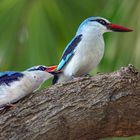 Woodland Kingfisher