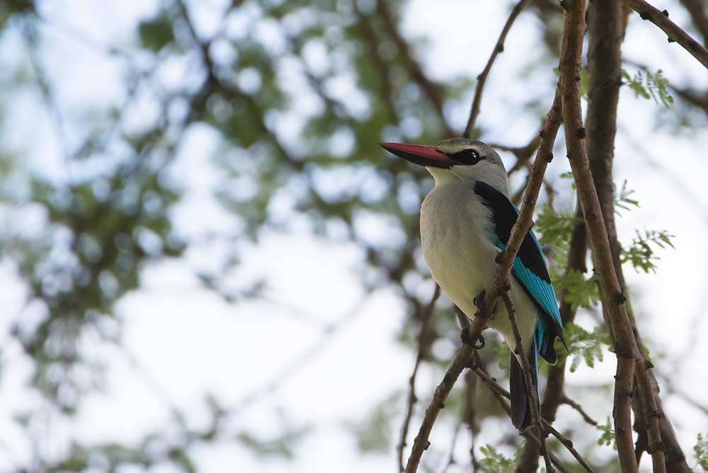 Woodland Kingfisher