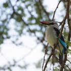 Woodland Kingfisher