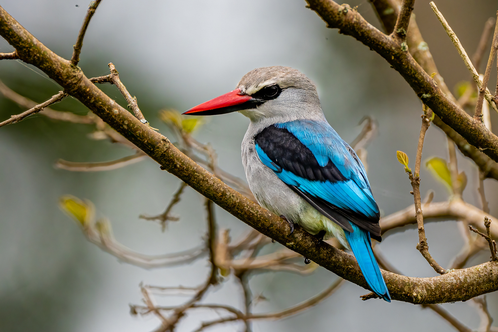 Woodland Kingfisher / Senegalliest