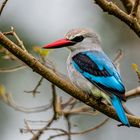 Woodland Kingfisher / Senegalliest