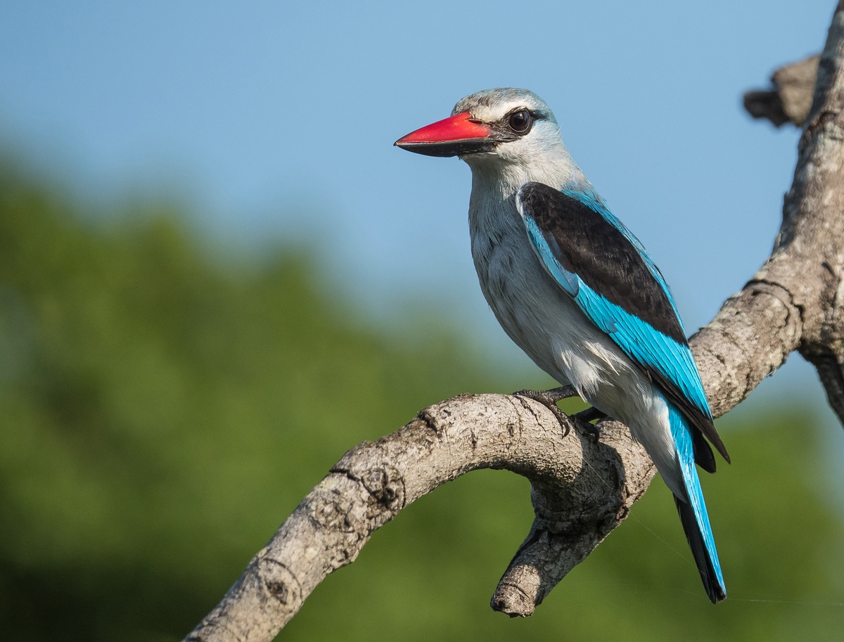 Woodland kingfisher - Senegalliest