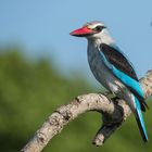 Woodland kingfisher - Senegalliest