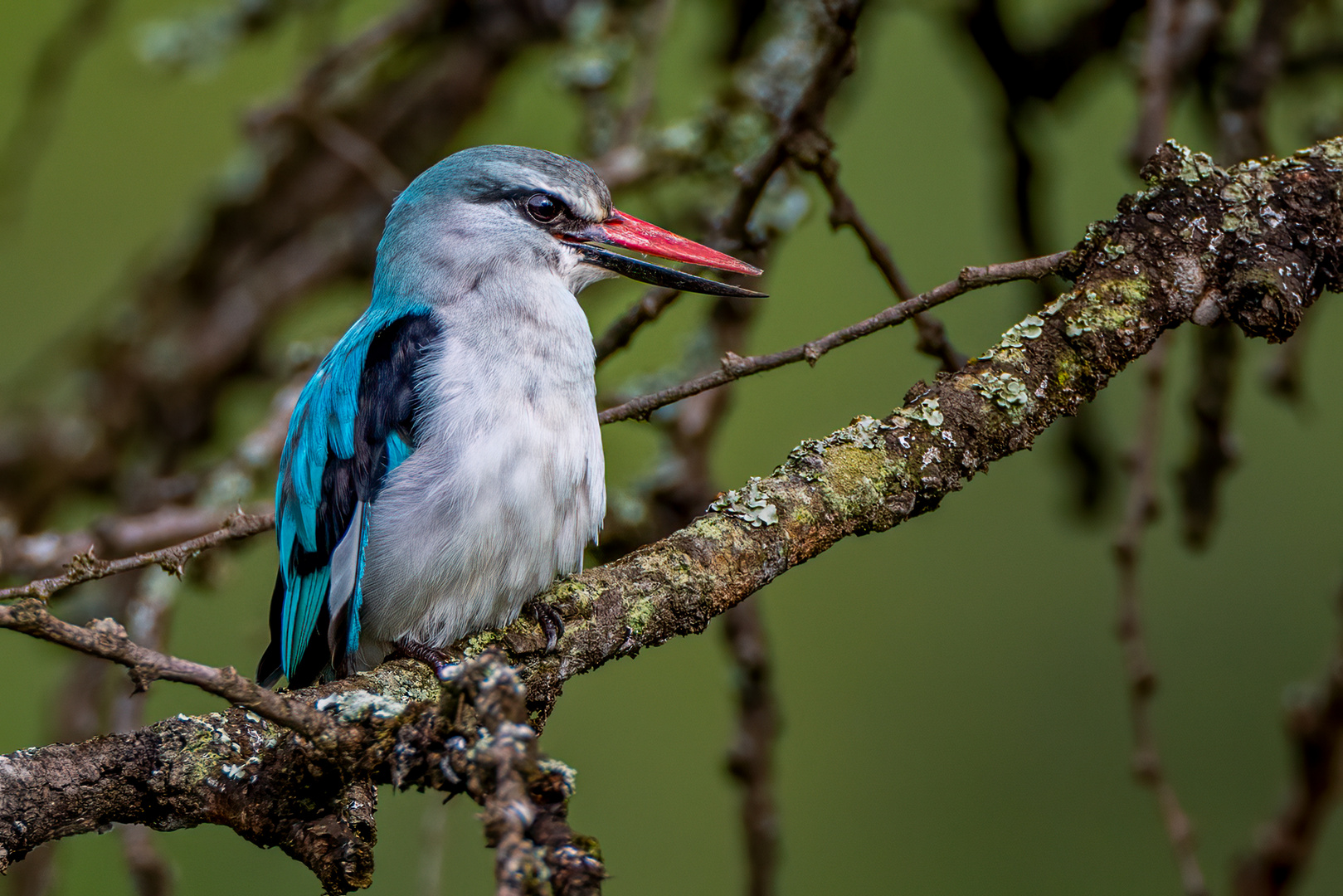 Woodland Kingfisher / Senegalliest