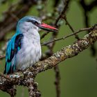 Woodland Kingfisher / Senegalliest