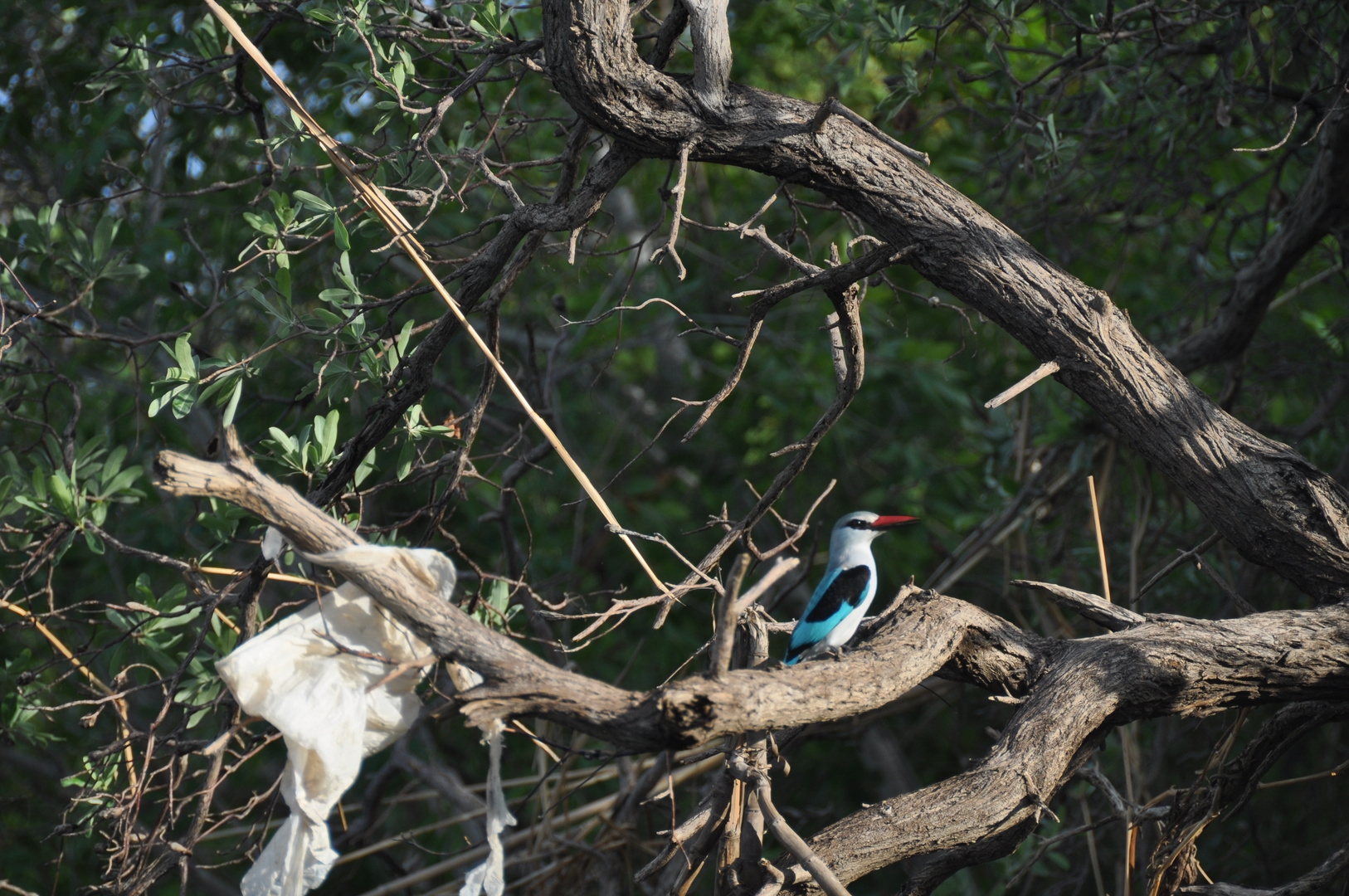 Woodland Kingfisher / Senegalliest