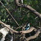 Woodland Kingfisher / Senegalliest